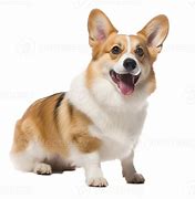 Image result for Corgi Puppy