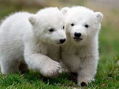 Image result for Royalty Free Polar Bears Protecting Cubs