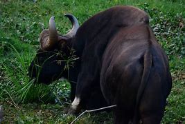 Image result for Gaur vs Bison