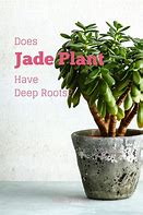 Image result for Jade Plant Roots