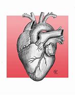 Image result for Anatomical Heart Reference Photo