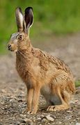 Image result for Starks Hare