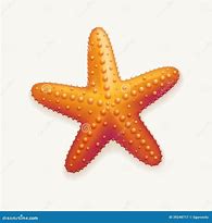 Image result for Starfish Seagull