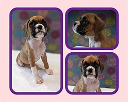 Image result for AKC Boxer Puppies