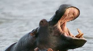 Image result for Hippo Big Teeth