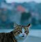 Image result for Dark Gray Tabby Cat