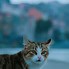 Image result for Black Grey Tabby Cat