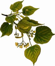 Image result for Lime Tree Clip Art