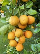 Image result for Lemon-Orange Hybrid