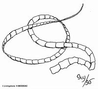 Image result for Tapeworm Cartoon