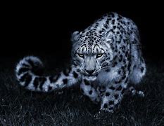 Image result for Snow Leopard Hunt