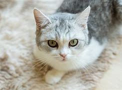 Image result for Infected Cat Eye