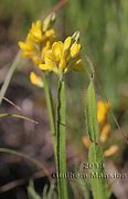 Image result for Genista Sagittalis