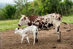 Image result for Stock Images Nguni Cattle