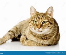 Image result for Fat Cat White Background