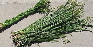 Image result for Sweetgrass Plant Care