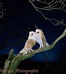 Image result for Barn Owl Pair