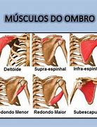 Image result for Musculos Do Ombro