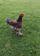 Image result for Blue Partridge Brahma Chicken