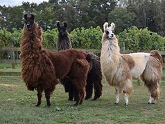 Image result for Llama Pasture