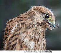 Image result for Kestrel Chicken