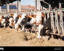 Image result for Feeding Cows Hay