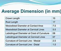 Image result for Maxillary Canine Pulp