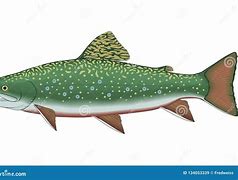 Image result for Brook Trout Art