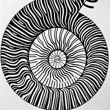 Image result for Ammonite Spiral