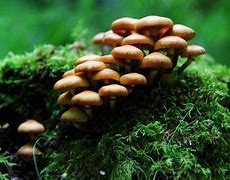 Image result for Mushroom Allergy