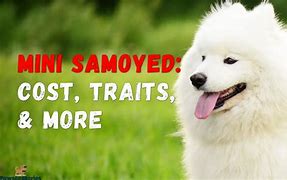 Image result for Small Samoyed