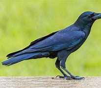 Image result for Bird Toobs with Crows