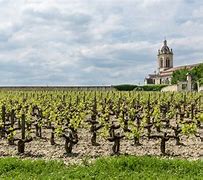 Image result for Margaux Wine