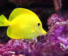 Image result for Yellow and Black Saltwater Fish