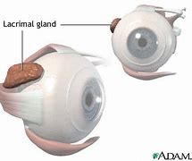 Image result for Lacrimal Gland Location