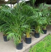 Image result for Palmera Plant Image