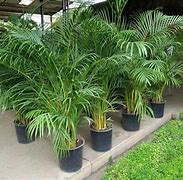 Image result for Palmera Plant Pic