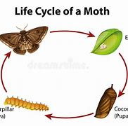 Image result for Box Moth Life Cycle