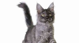 Image result for Blue Maine Coon Cat