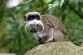 Image result for Monkey List