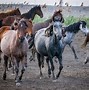 Image result for Horse Tepe