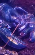 Image result for Clawed Lobster