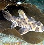 Image result for Horn Shark