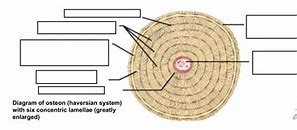 Image result for Osteon Labeling