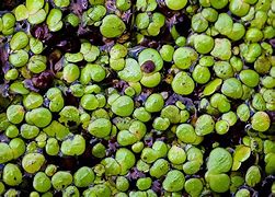 Image result for Duckweed Fruit