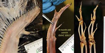 Image result for Ostrich Wing Structure