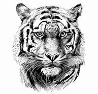 Image result for Baby Tiger Face Clip Art Outline