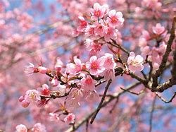 Image result for Cherry Blossom Tree Branches