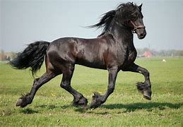 Image result for Friesian Horse Wallpaper