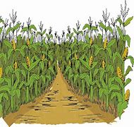 Image result for Corn Maze Theme